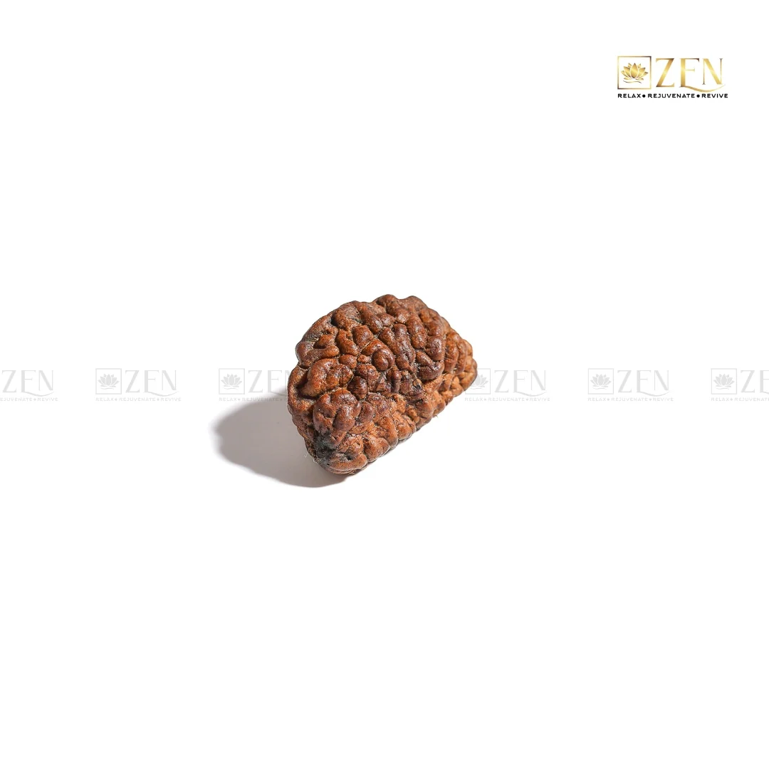 1 Mukhi Rudraksha (Himalayan) - Image 3