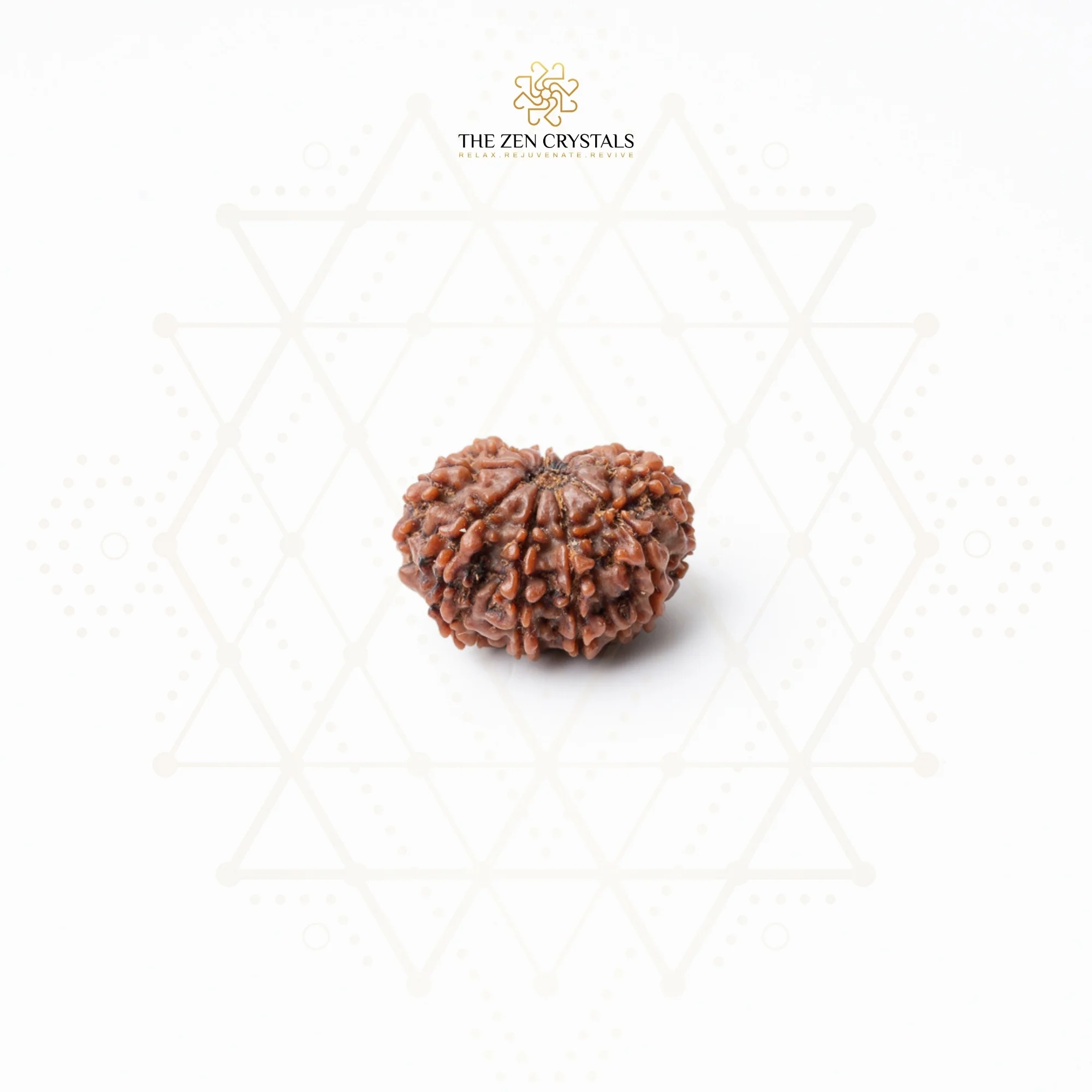 10 Mukhi Rudraksha - Nepal (Xray Certified) - Image 5