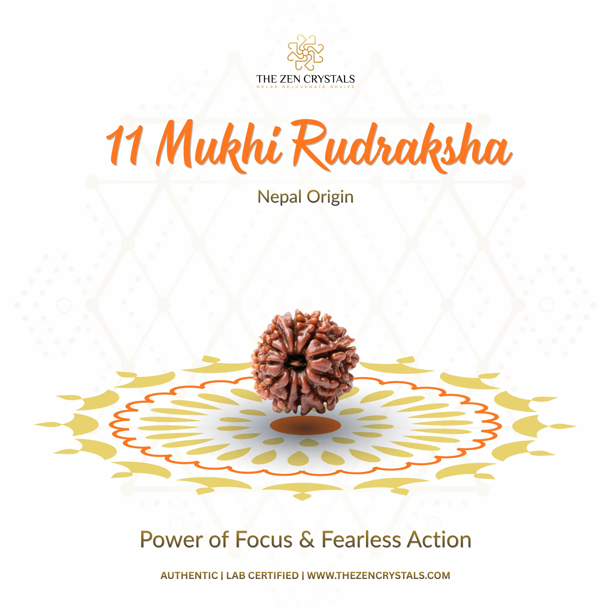 11 Mukhi Rudraksha - Nepal - Image 2