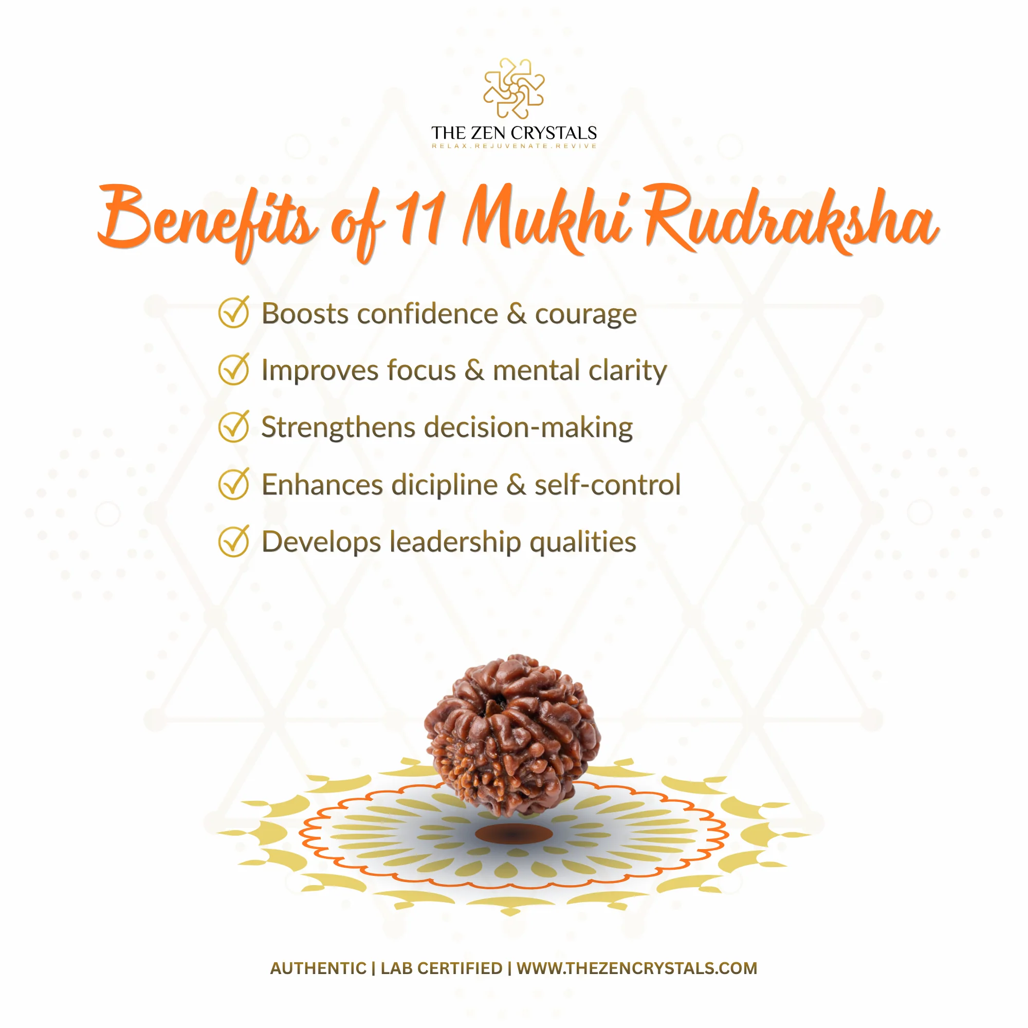 11 Mukhi Rudraksha - Nepal - Image 3