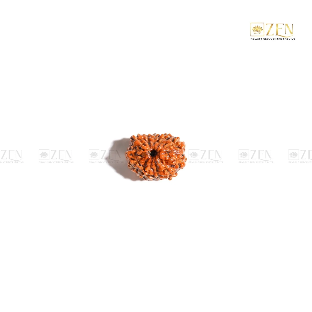 12 Mukhi Rudraksha - Indonesia - Image 4