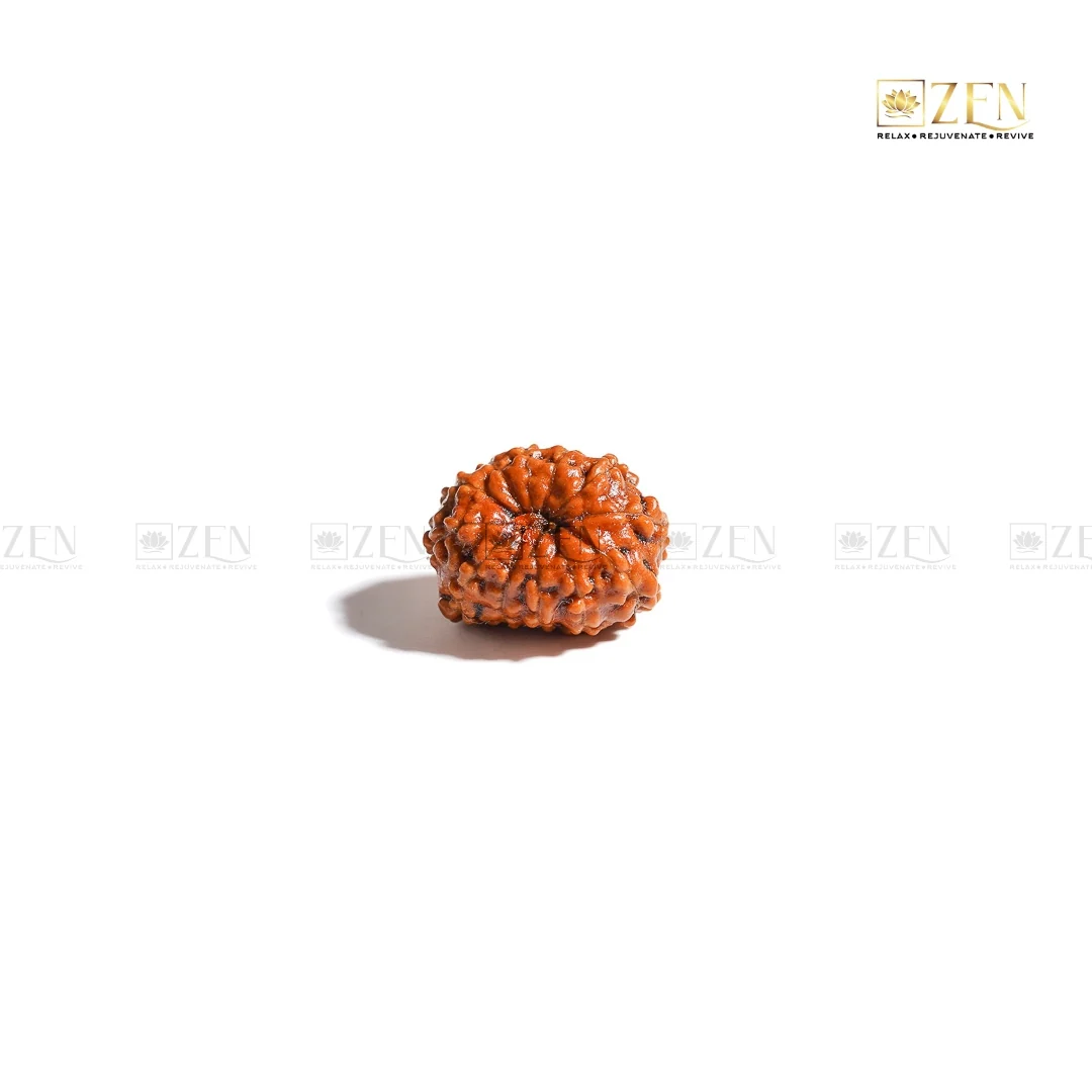 12 Mukhi Rudraksha - Indonesia - Image 5