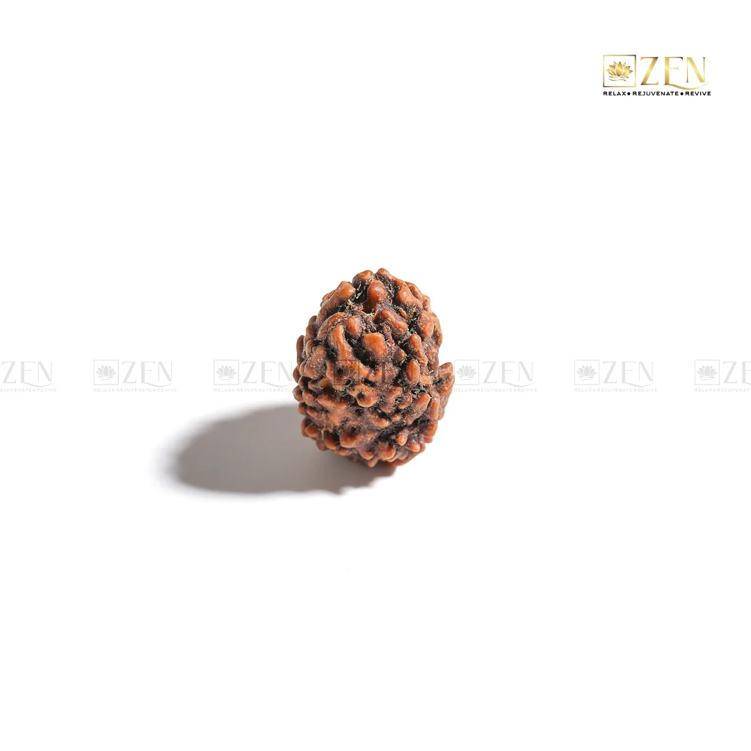 3 Mukhi Rudraksha - Himalayan Origin - Image 3