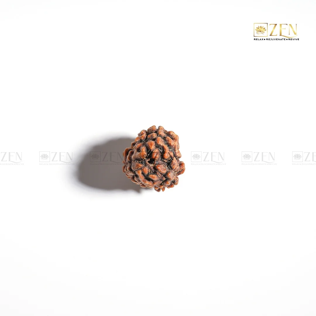3 Mukhi Rudraksha - Himalayan Origin - Image 4