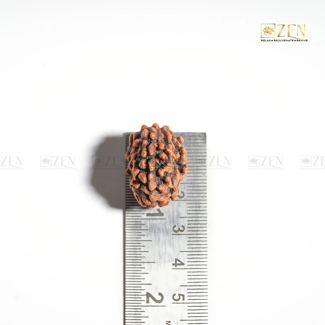 3 Mukhi Rudraksha - Himalayan Origin - Image 5