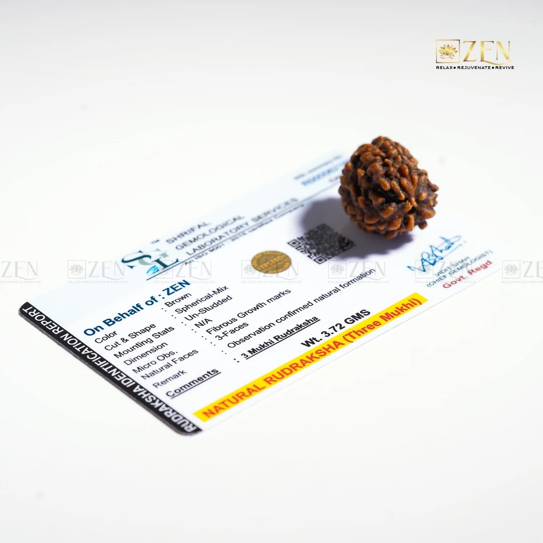 3 Mukhi Rudraksha - Himalayan Origin - Image 6
