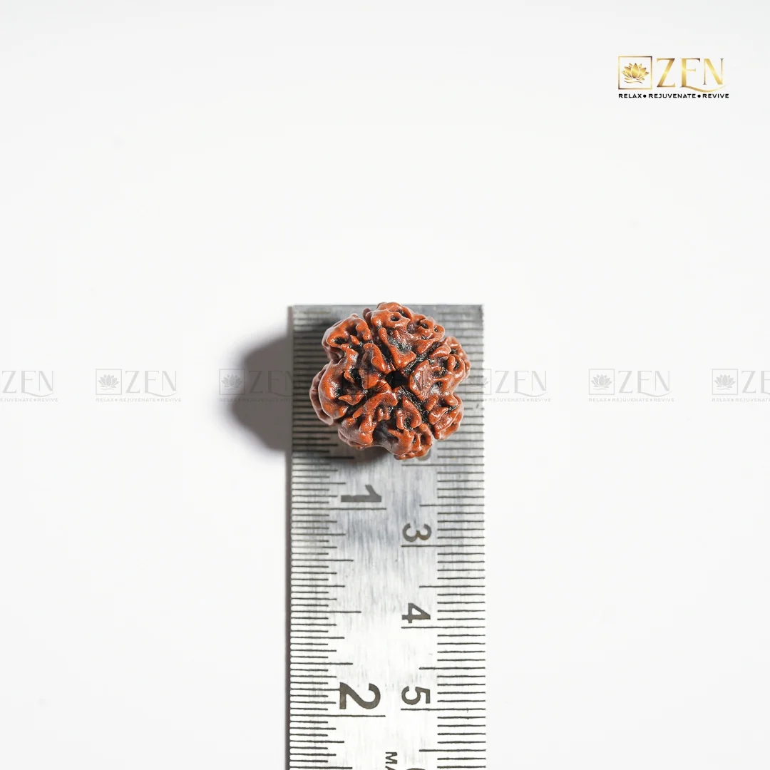 4 Mukhi Rudraksha - Nepal - Image 5