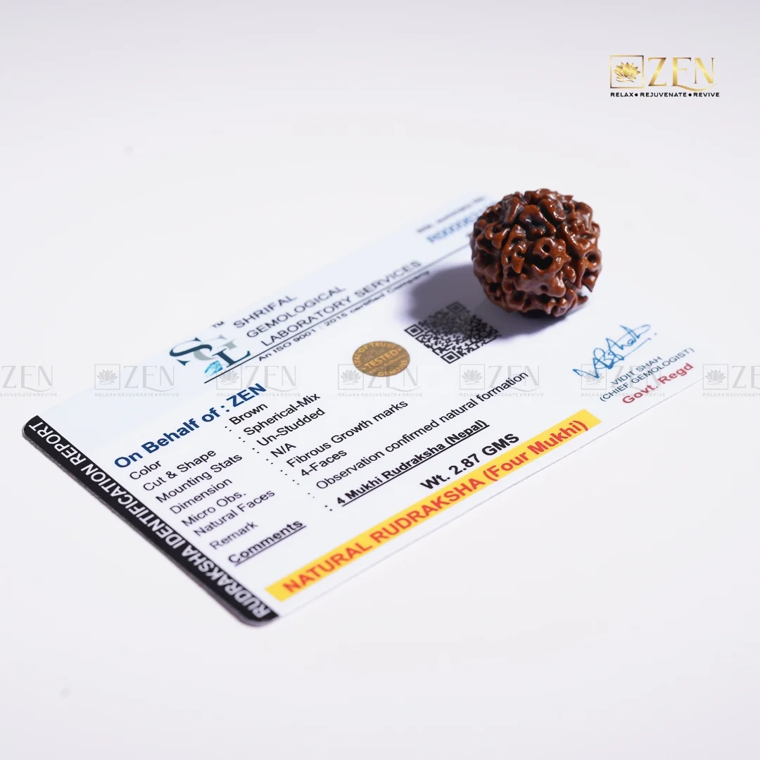4 Mukhi Rudraksha - Nepal - Image 6