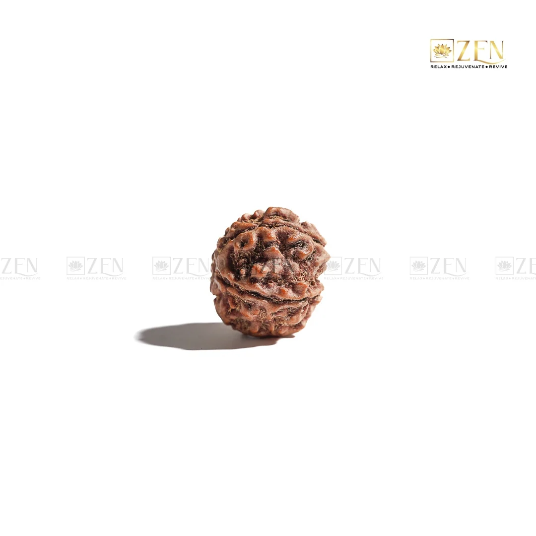 5 Mukhi Rudraksha - Nepal - Image 3