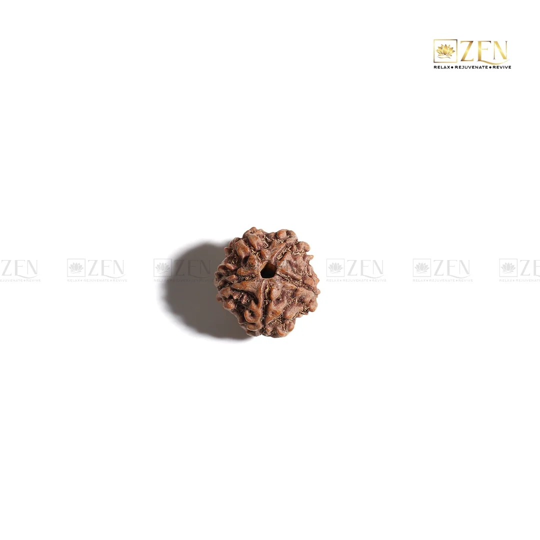 5 Mukhi Rudraksha - Nepal - Image 4