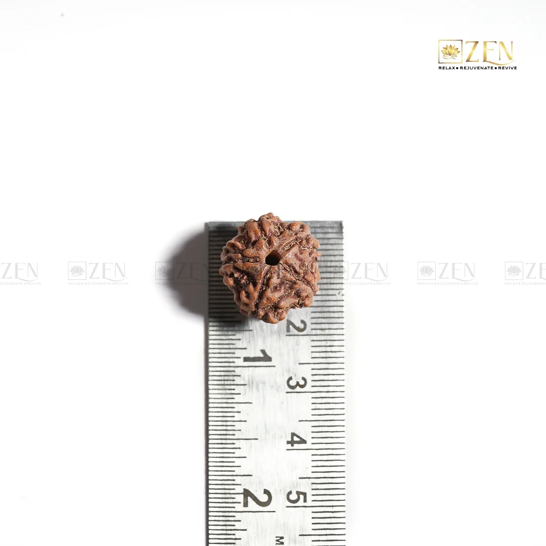 5 Mukhi Rudraksha - Nepal - Image 5