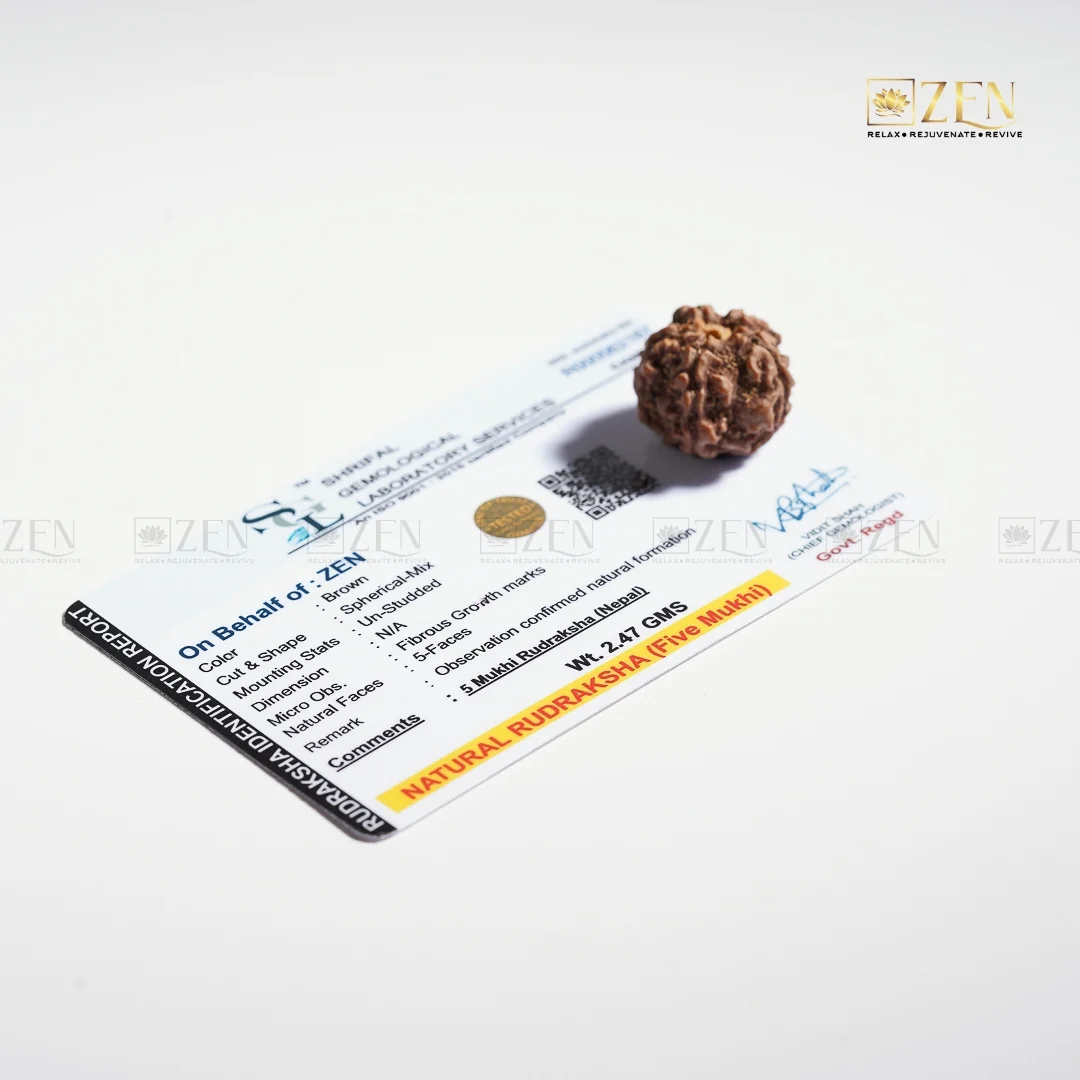 5 Mukhi Rudraksha - Nepal - Image 6