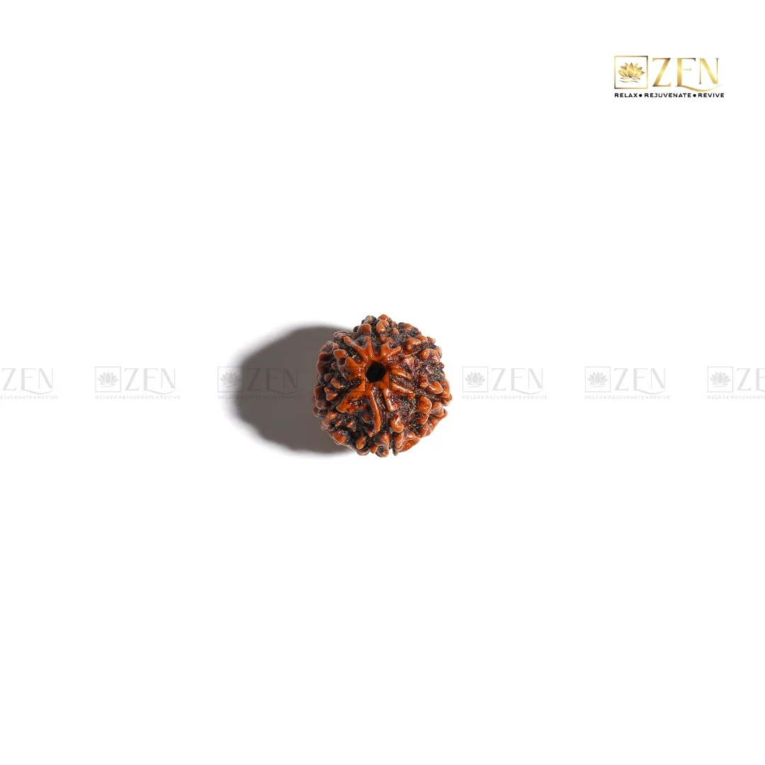 6 Mukhi Rudraksha - Nepal - Image 4