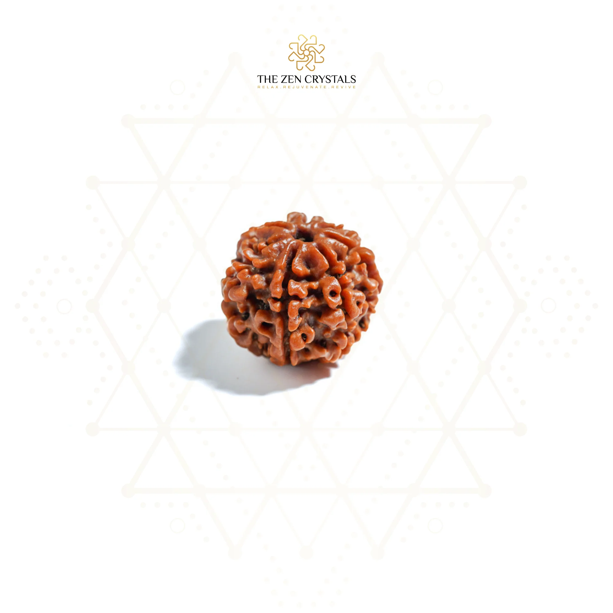 7 Mukhi Rudraksha - Nepal - Image 3