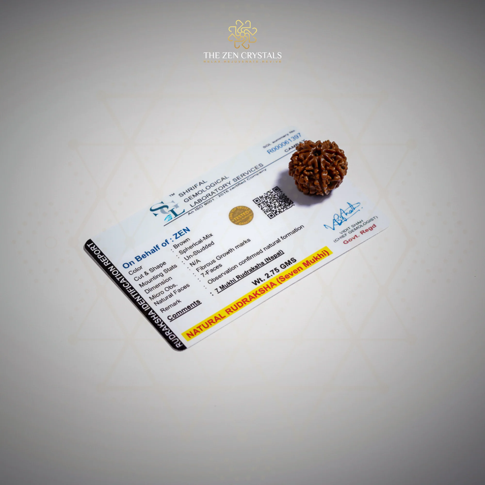 7 Mukhi Rudraksha - Nepal - Image 4
