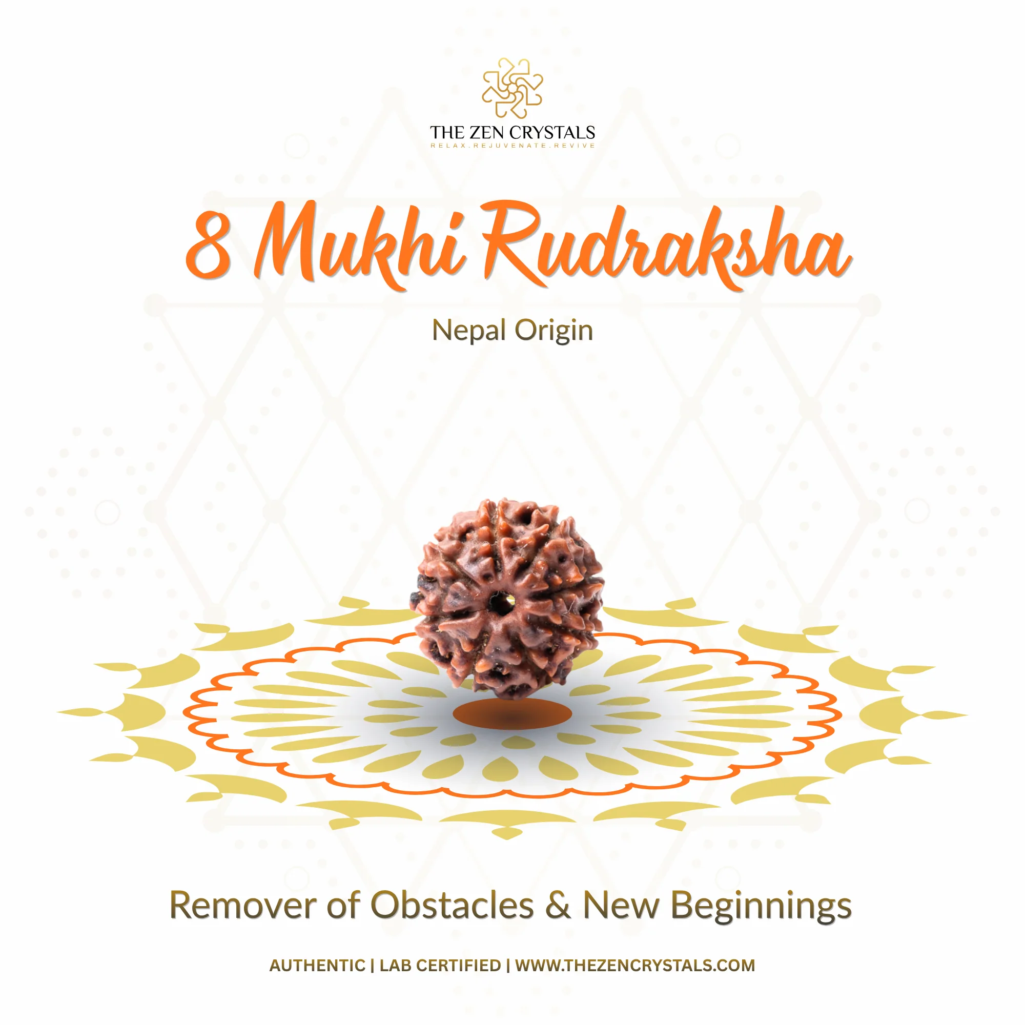 8 Mukhi Rudraksha - Nepal - Image 3