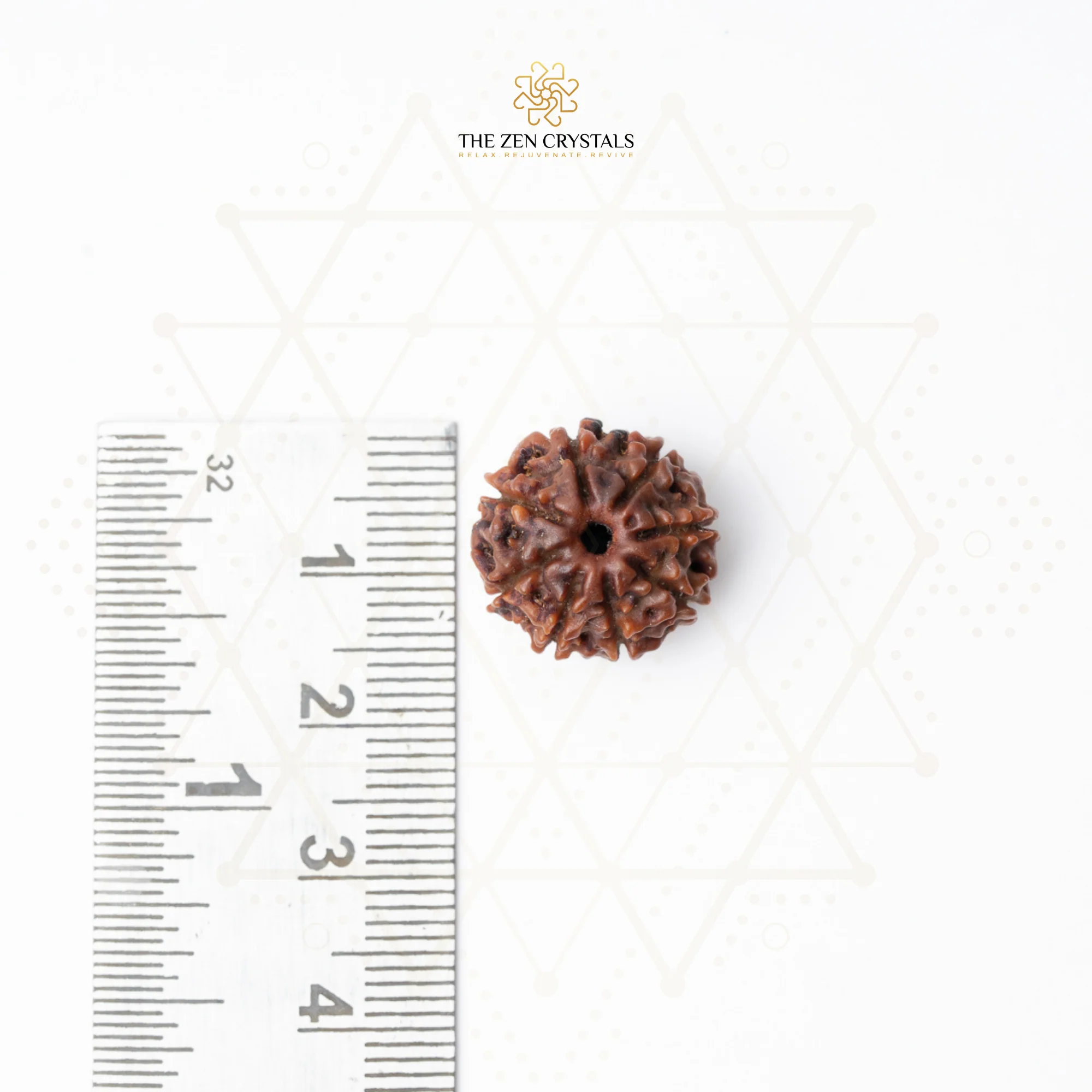 8 Mukhi Rudraksha - Nepal - Image 4