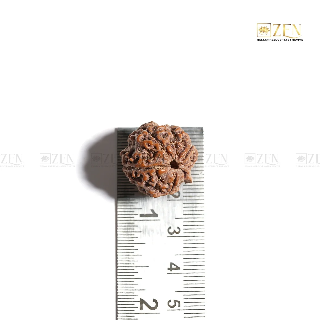 Ganesh Mukhi Rudraksha - Nepal - Image 5